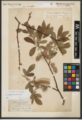 Foto von Salix appendiculata Vill.